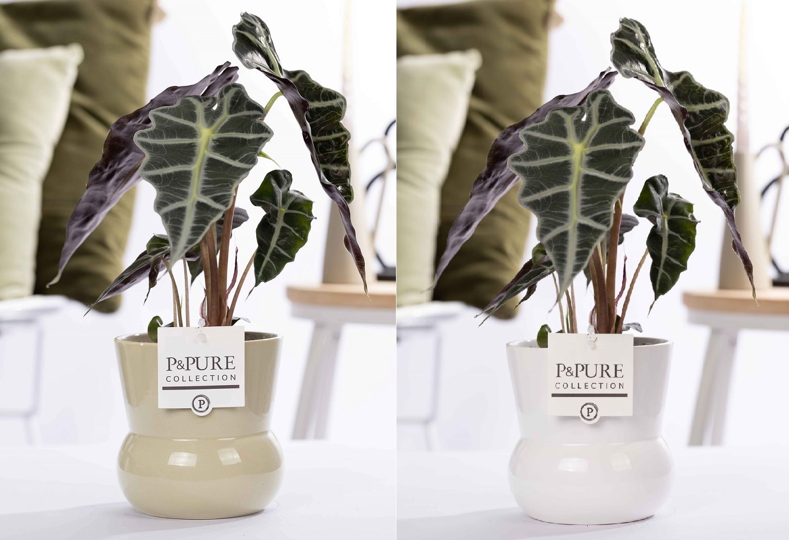 Alocasia Polly in P&PURE Plant Vase Maxima Ass. 2, D 12