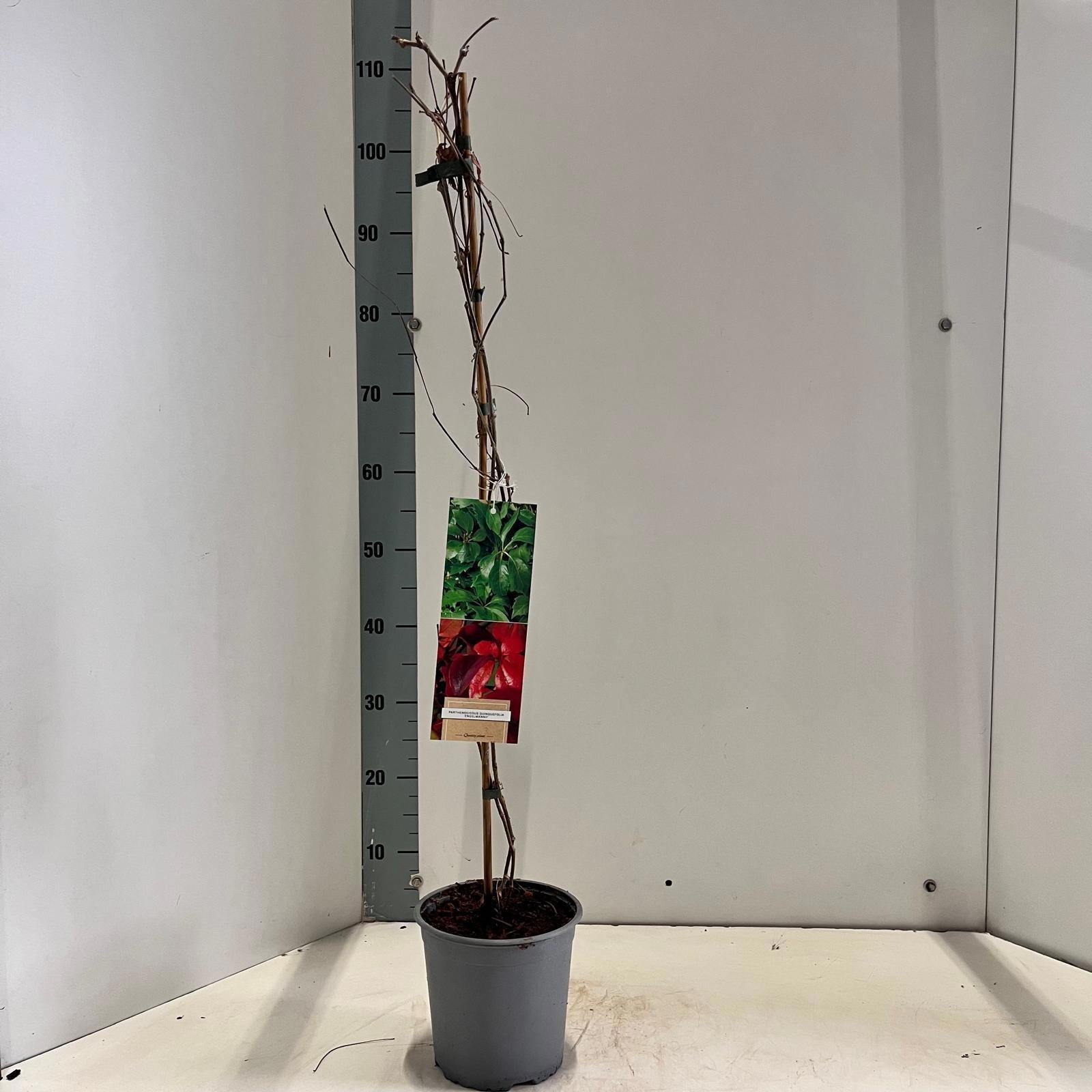 Parthenocissus quinquefolia 'Engelmanii' - gestokt, D 17