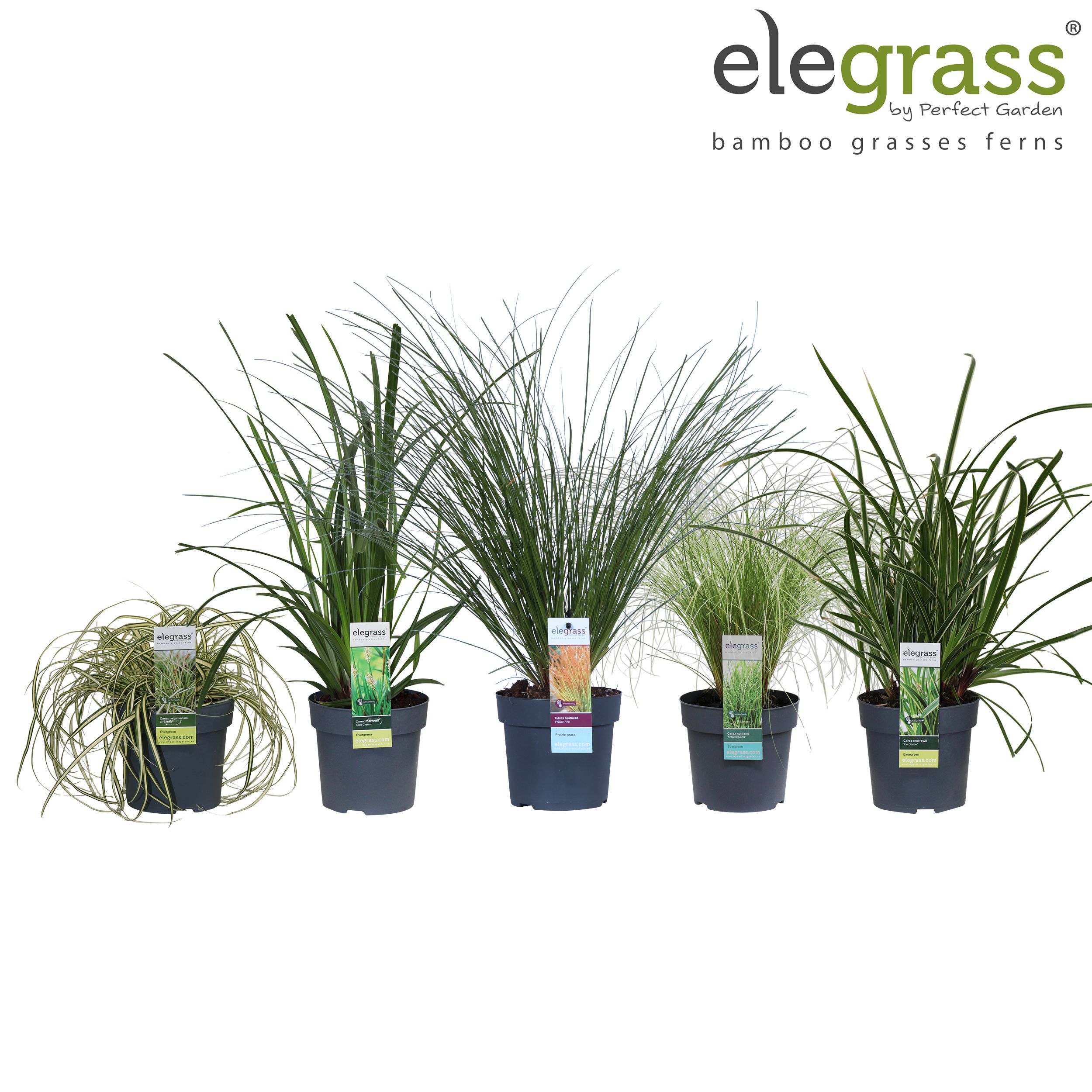 Carex mix laag P14, D 14