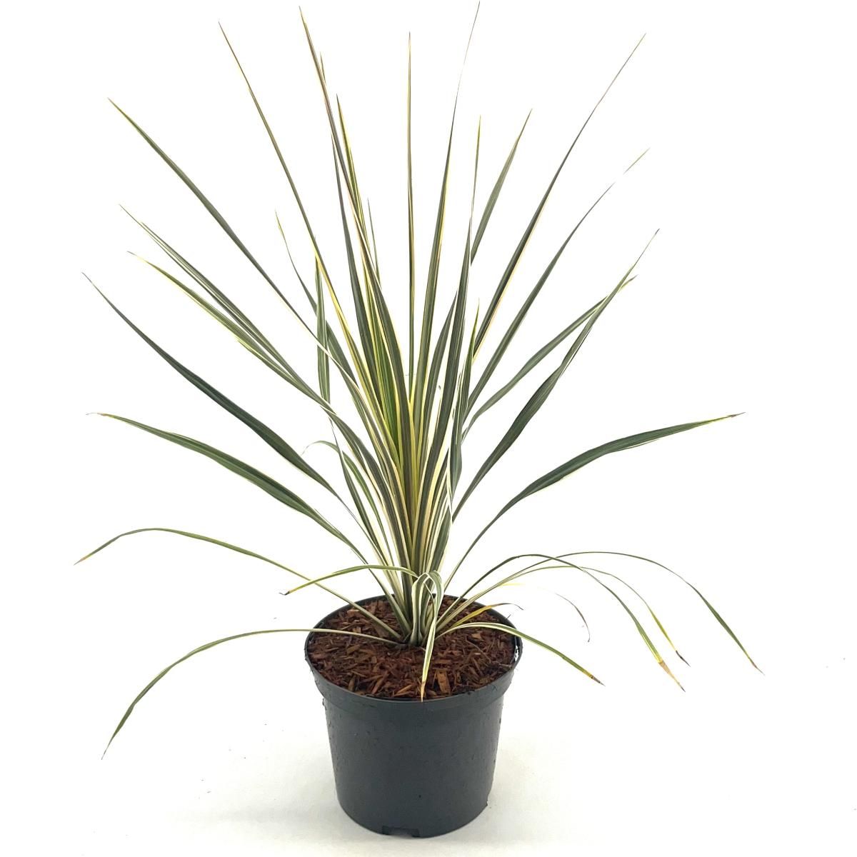 Cordyline aus. 'Torbay Dazzler', D 17