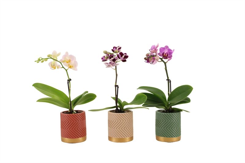 Betonpot p06 Groovy autumn mix Phal Tiny Dolls mix 1T07+ Aqu@, D 6