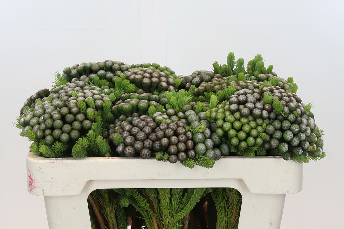 Бруния Альбифлора 50, шт.