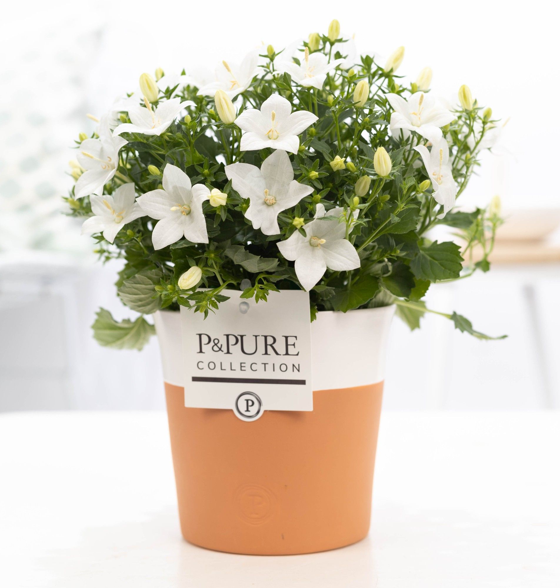 Campanula 'Atlanta' Pure Terra Cotta, D 13