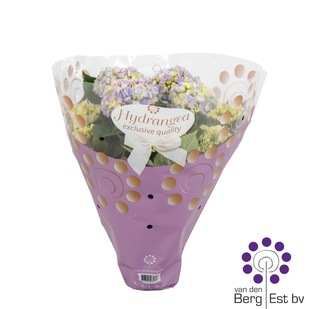 Hydrangea Blue in Exclusieve hoes 6/10, D 14