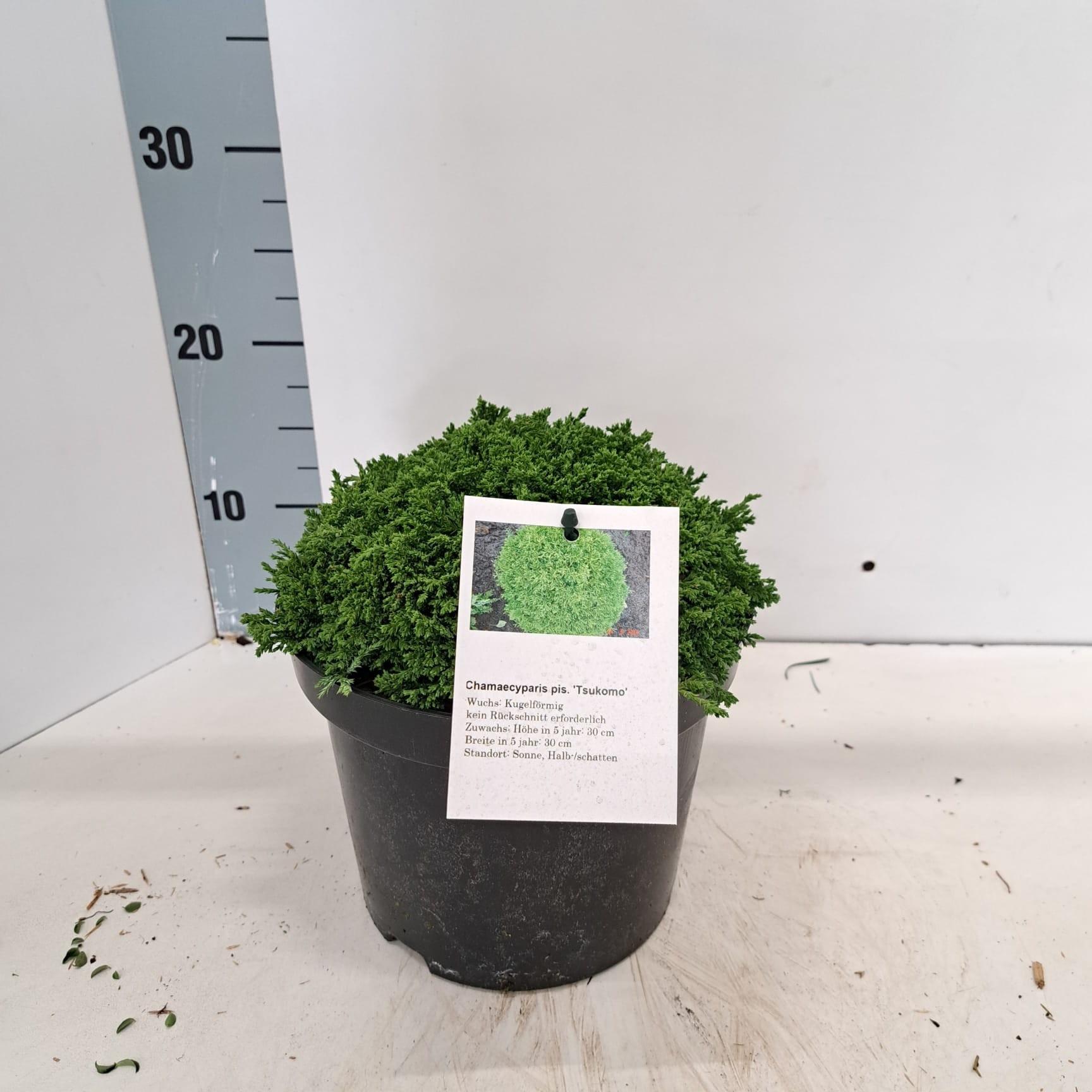 Chamaecyparis p. 'Tsukumo', D 19