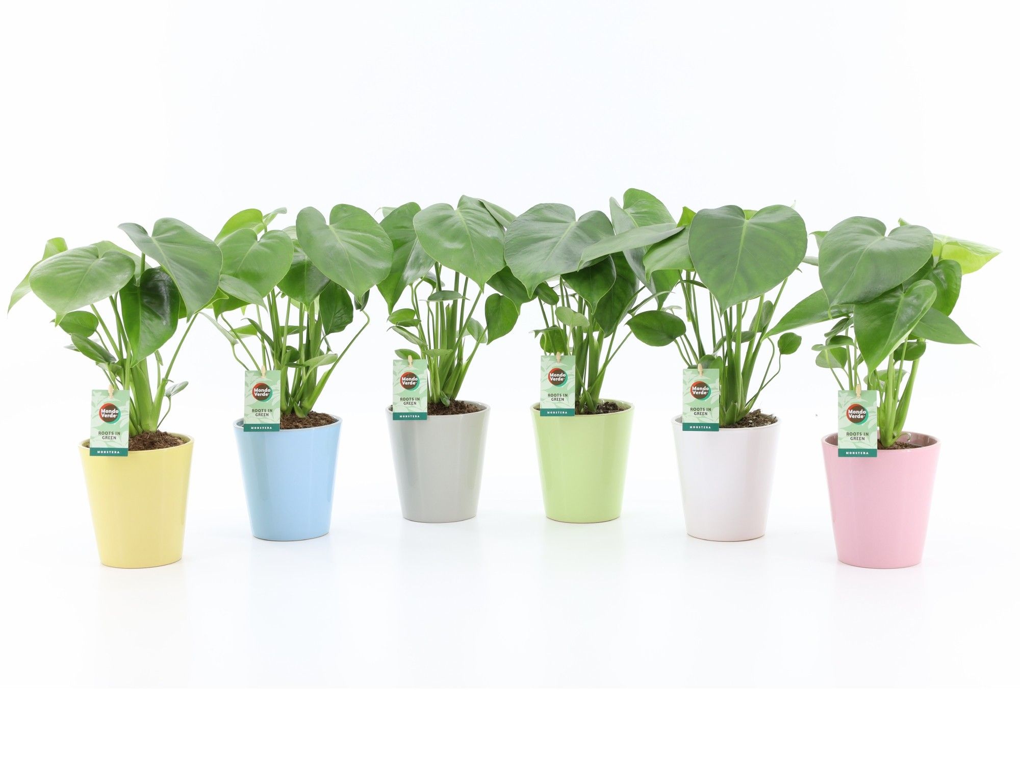 Monstera deliciosa in Pastel keramiek, D 13