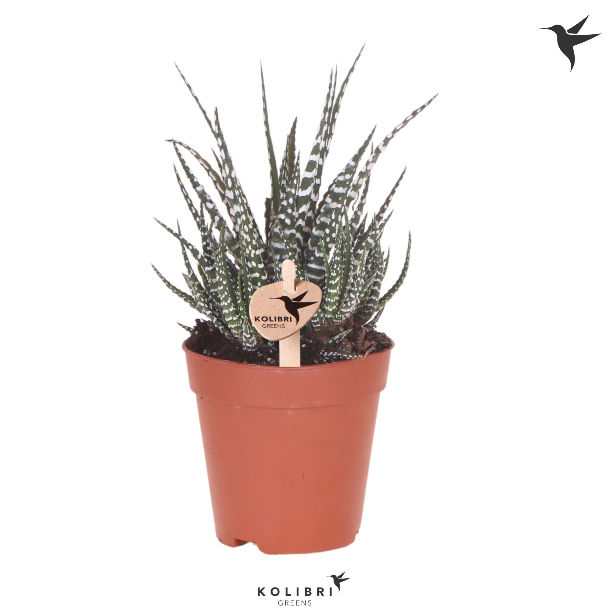 Kolibri Greens Succulenten Haworthia Big Band, D 9