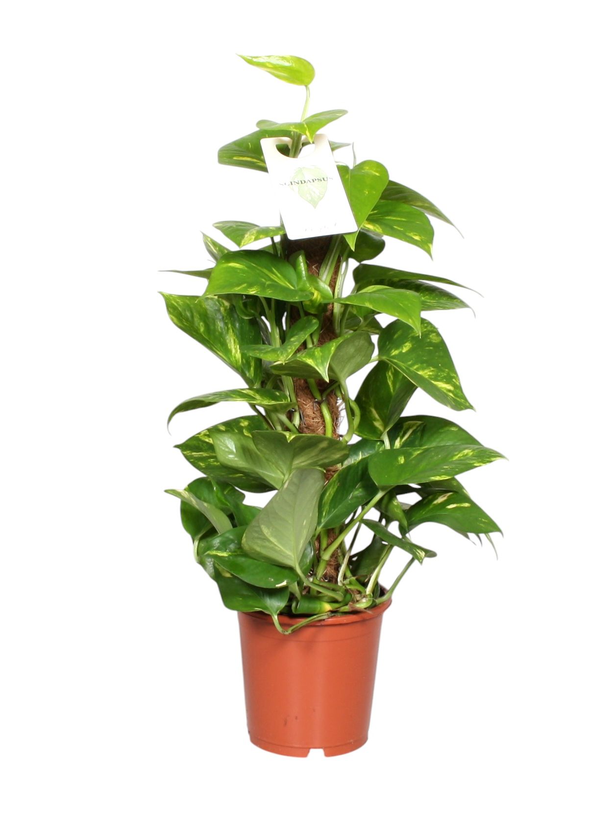 Epipremnum pinnatum mosstok 60cm Scindapsus, D 15