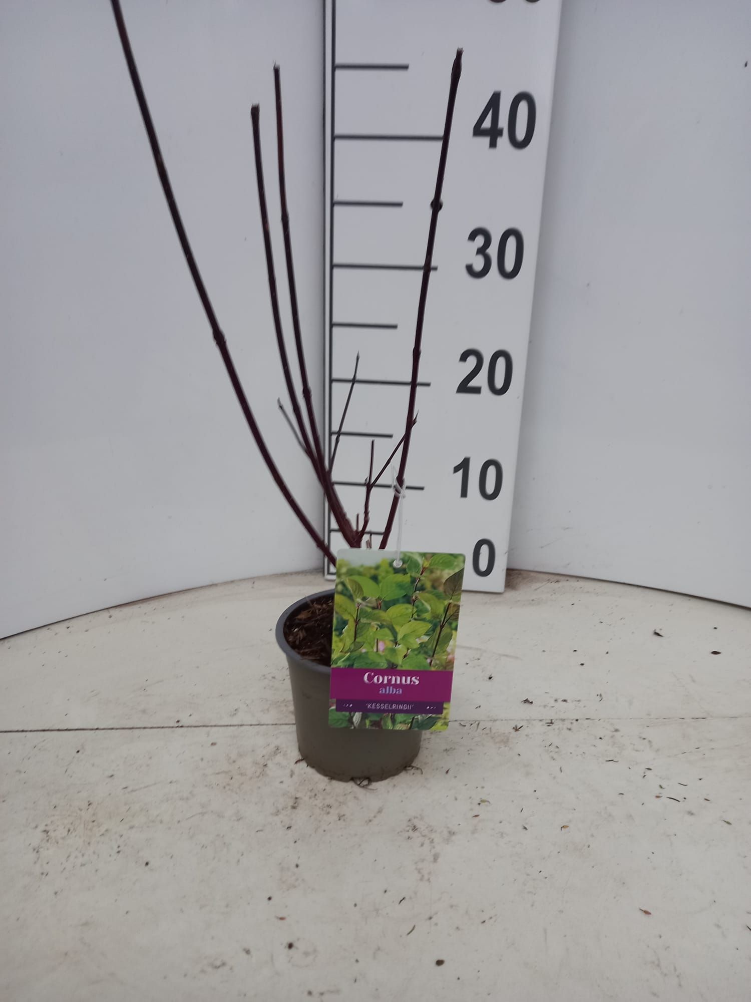 Cornus alba 'Kesselringii', D 12