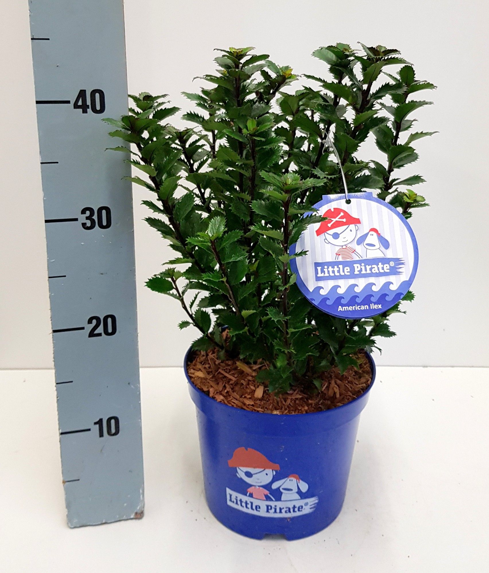 Ilex meserveae Little Pirate® C3 30-40, D 19