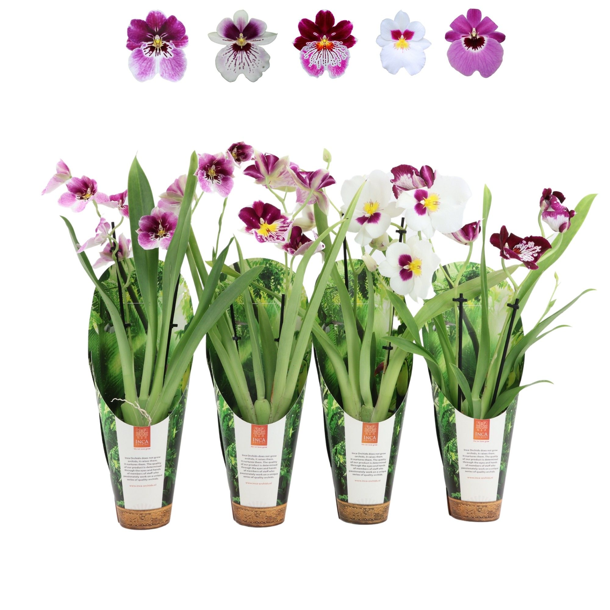 Inca Miltoniopsis mix 2 spike 9cm luxury jungle cover, D 9