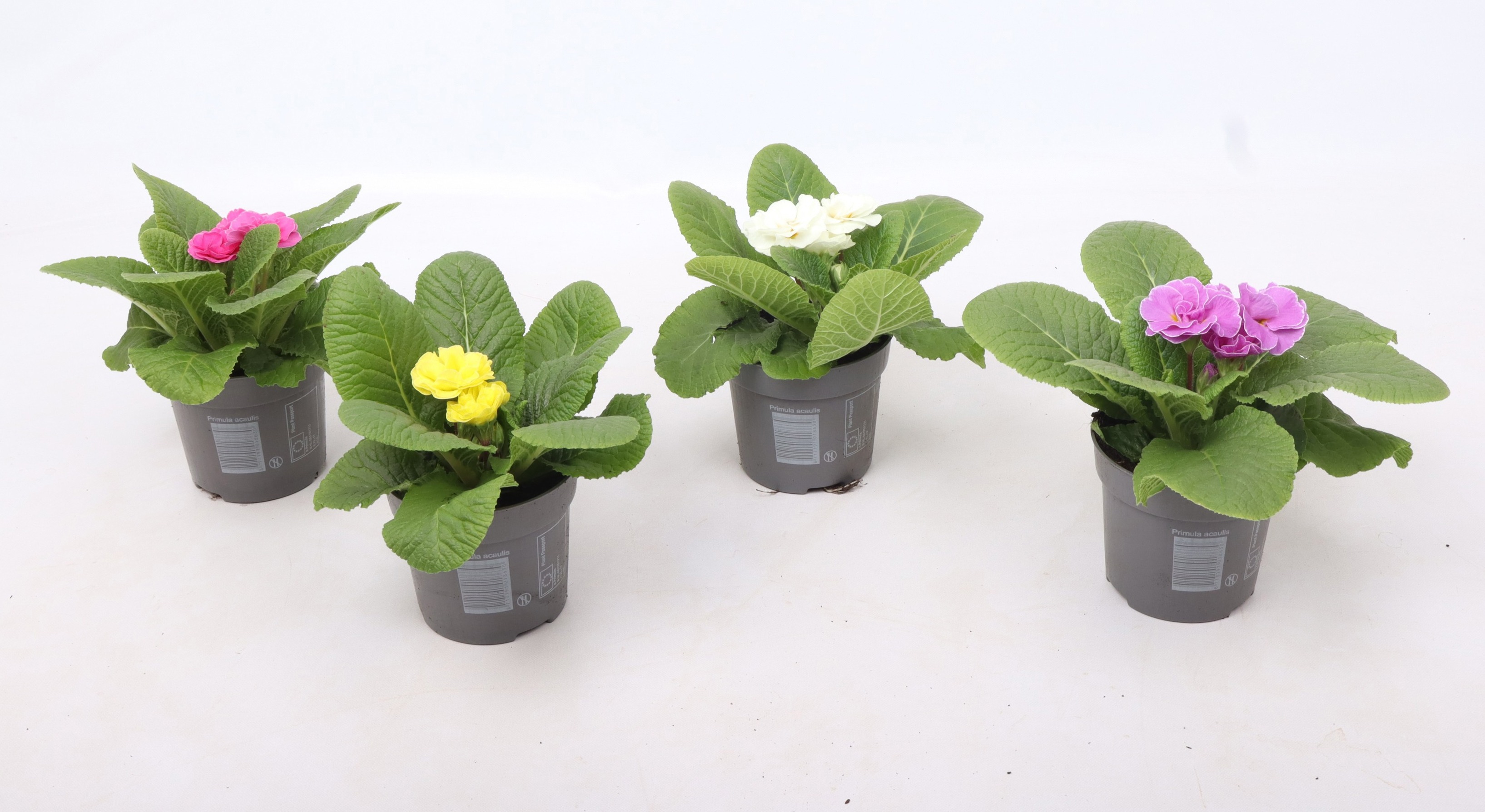 Primula Acaulis PomPom mixlaag, D 10,5