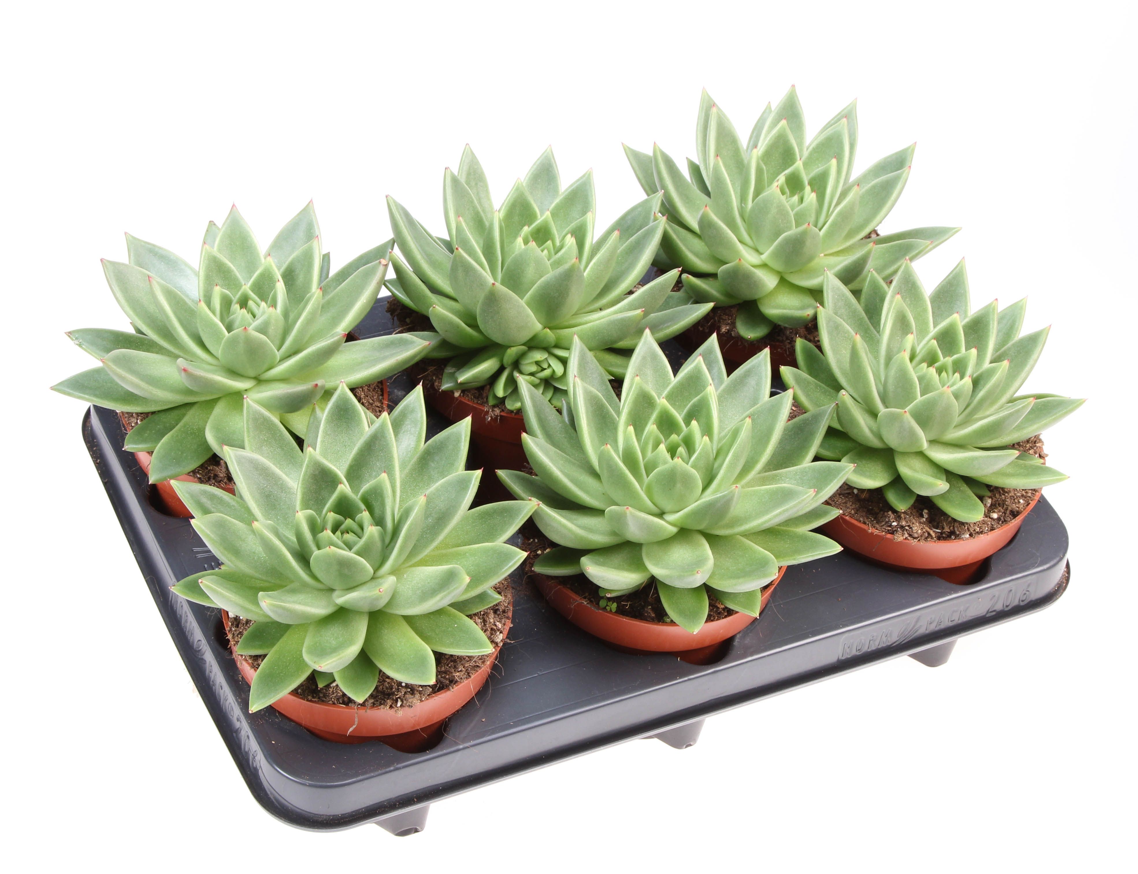 Echeveria miranda, D 12