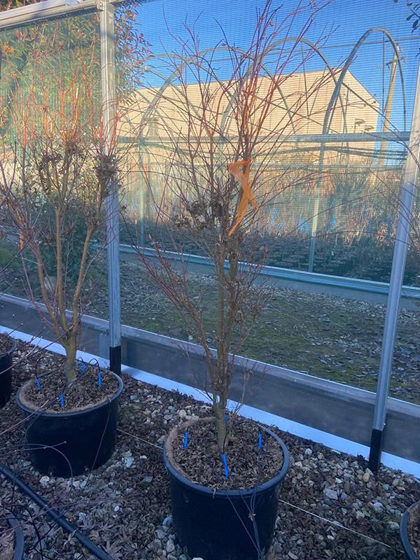 Acer pal. 'Butterfly' (150-180), D 43