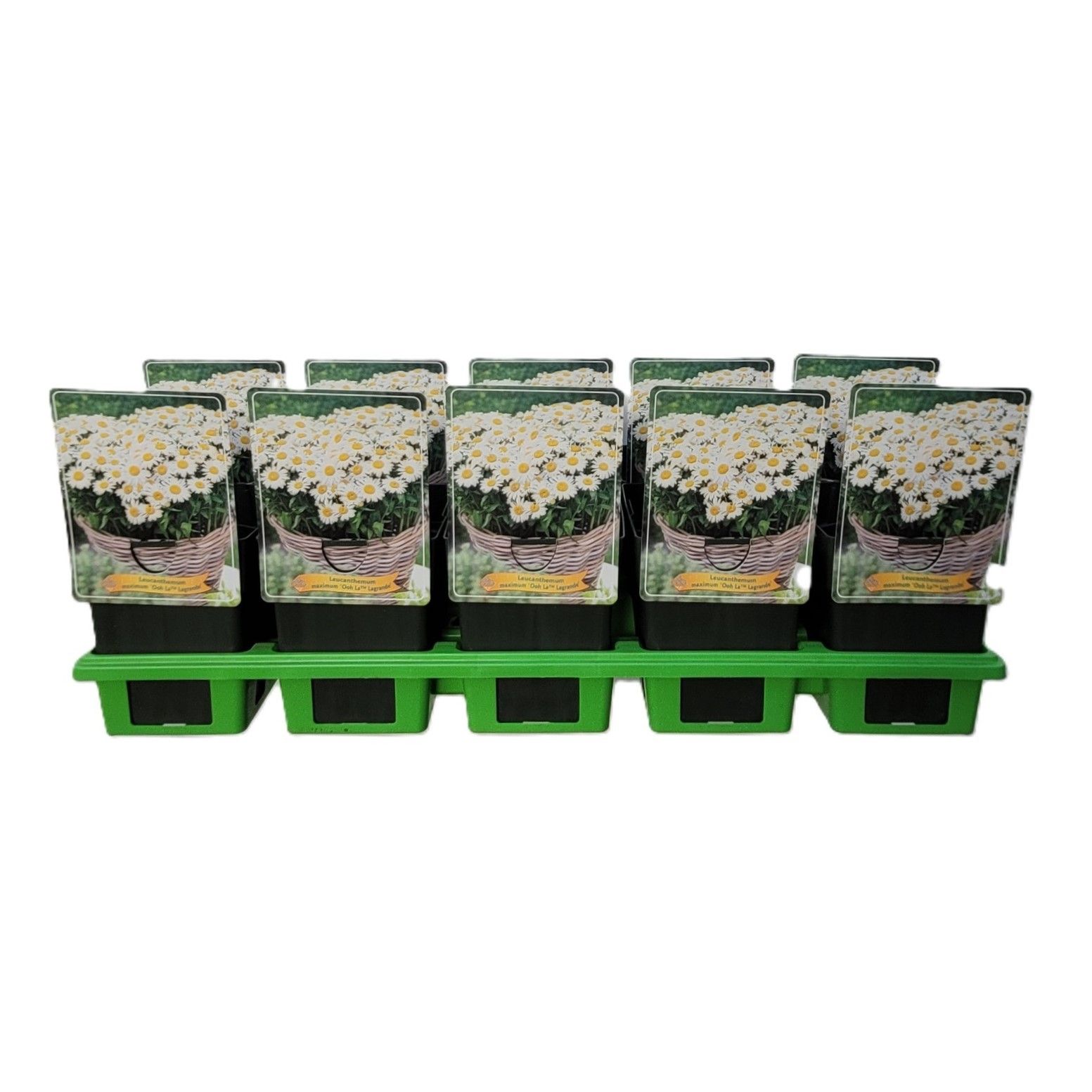 Leucanthemum maximum 'Ooh La lagrande' P11, D 11