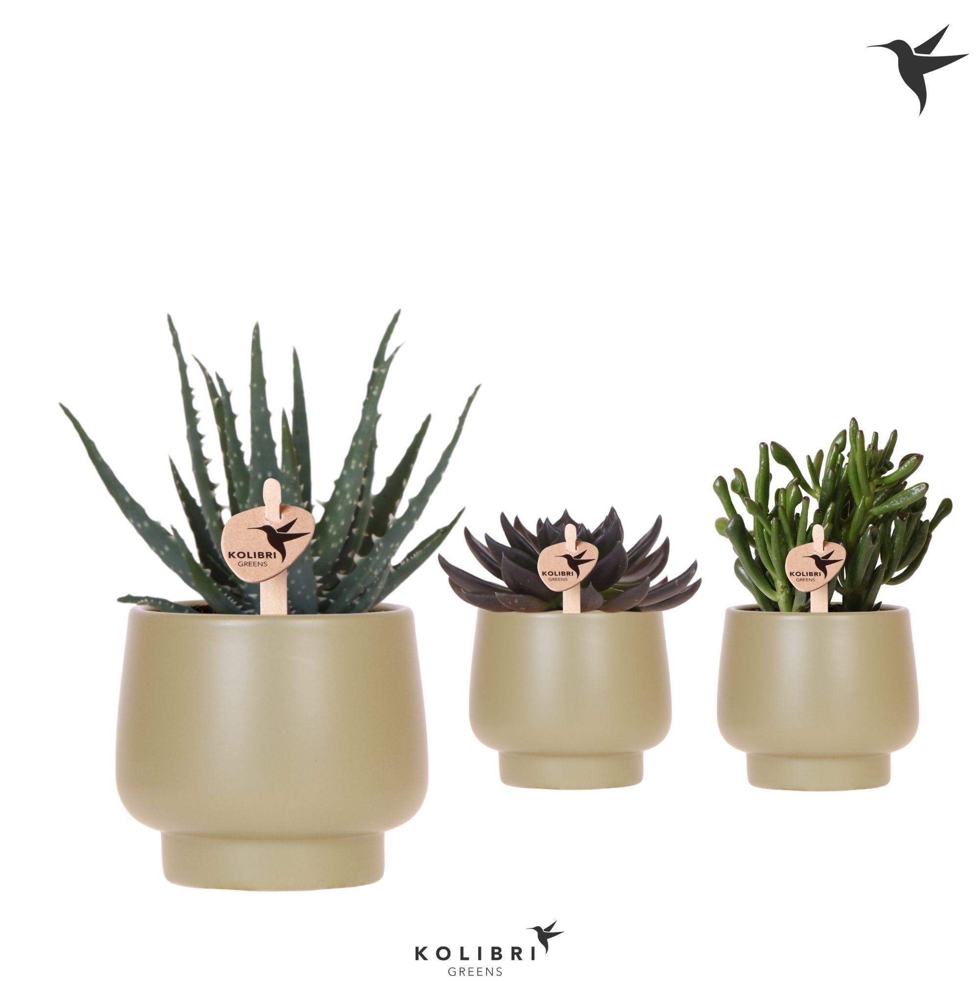 Kolibri Greens Succulenten mix in Scandic pot green, D 9