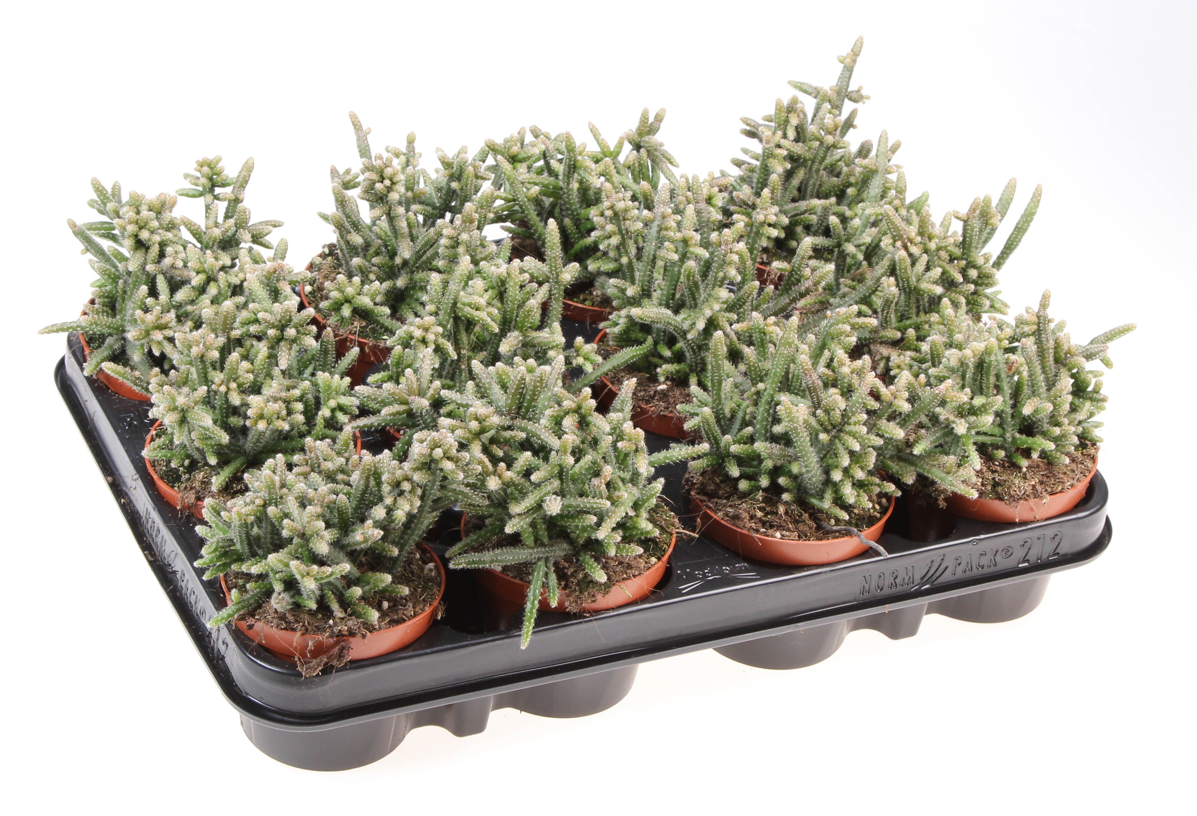 Rhipsalis Horrida, D 8,5