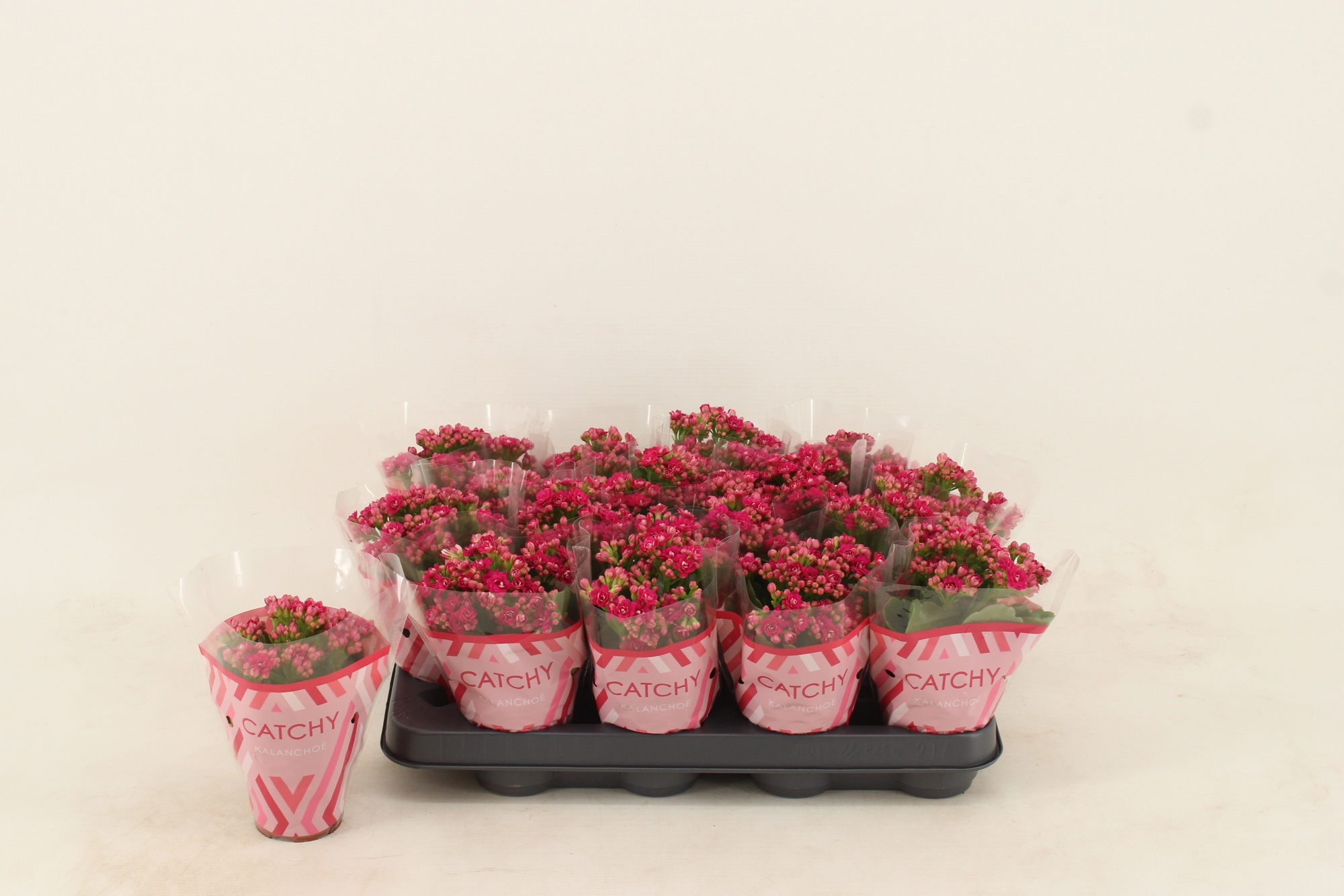 Kalanchoe Double Purple, D 8