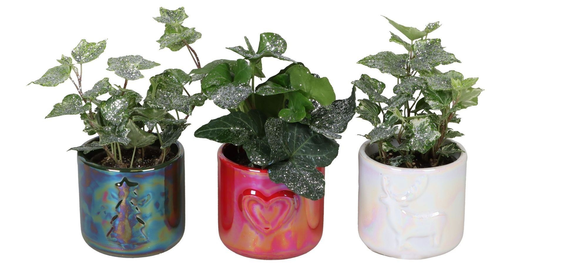 L 66433 With Hedera Helix Mix Glitter 6 cm, D 6