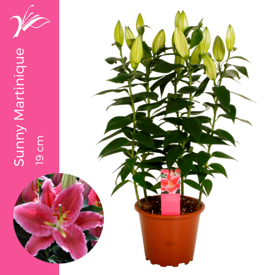 Lilium Sunny Martinique 19 cm (or. lelie), D 19