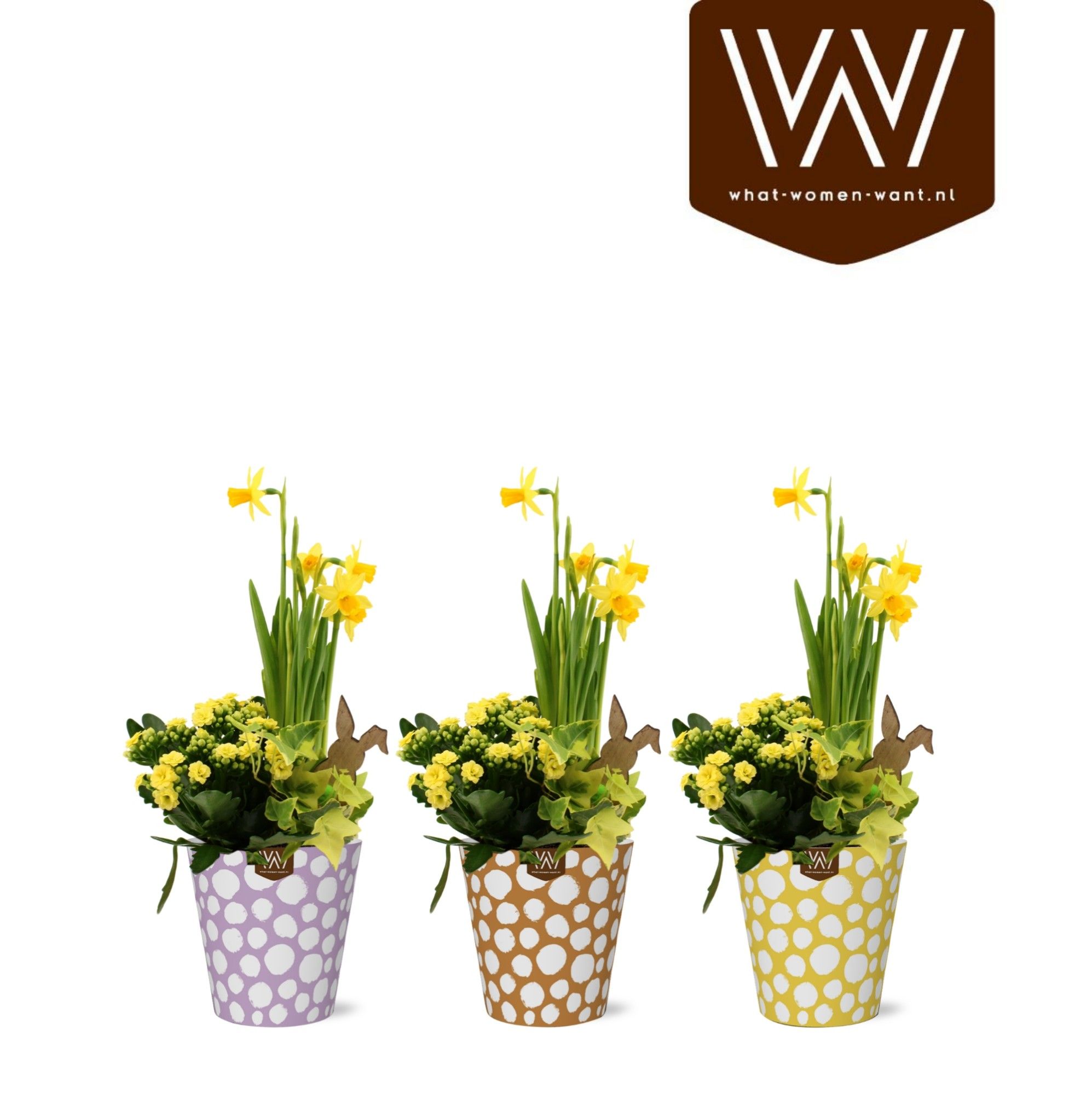 Paas Arrangement Smartcup Olli kalanchoe hedera Narcis, D 12