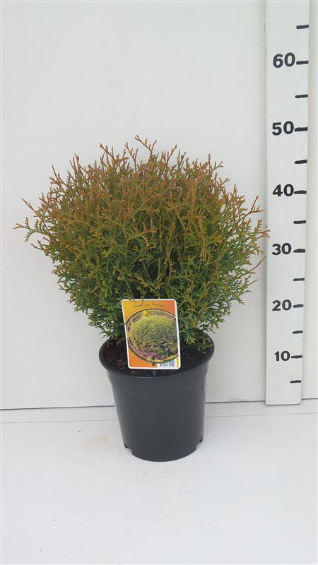 Thuja occ. 'Tiny Tim', D 19