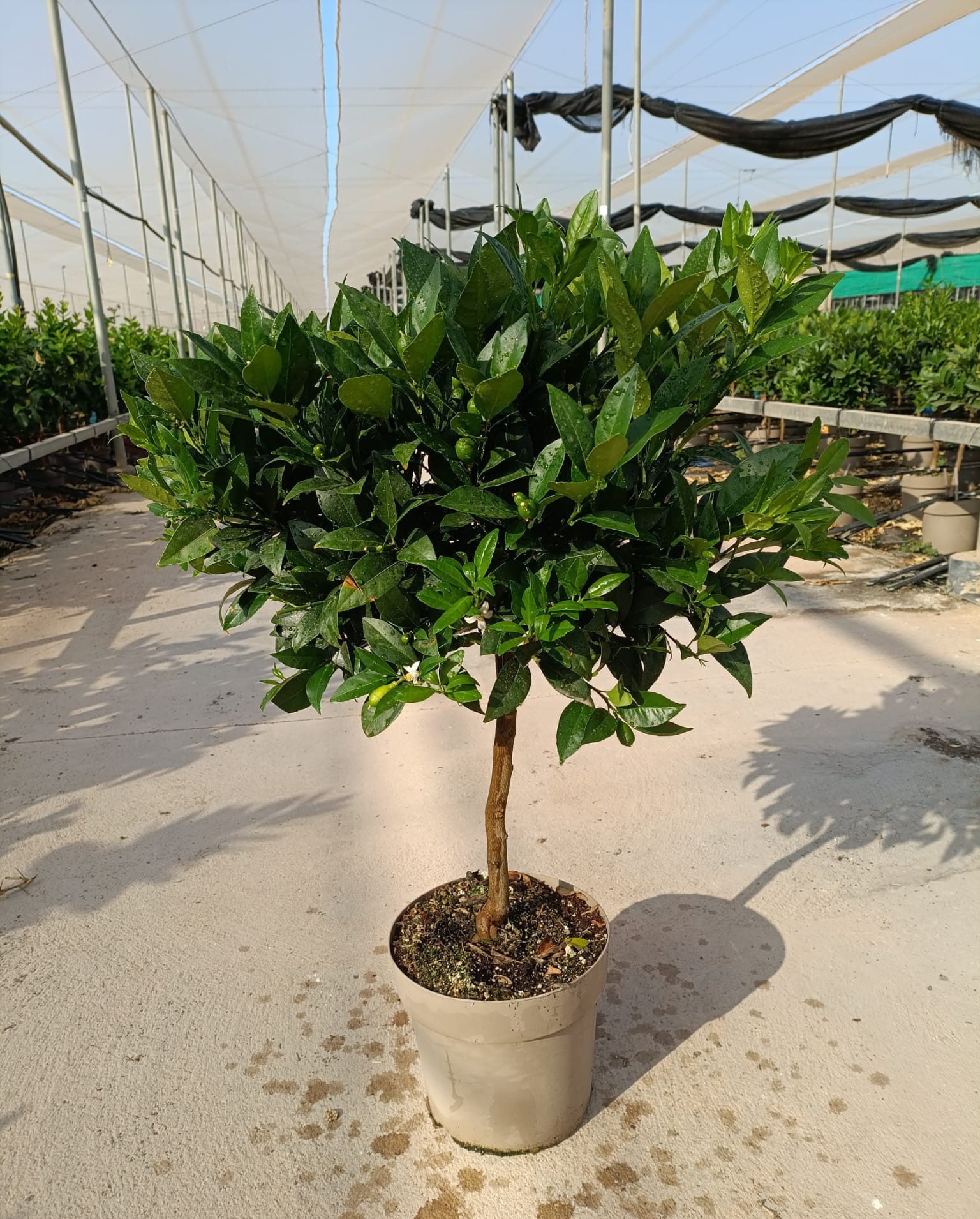 801 ET : P29 Citrus Lemon, D 29