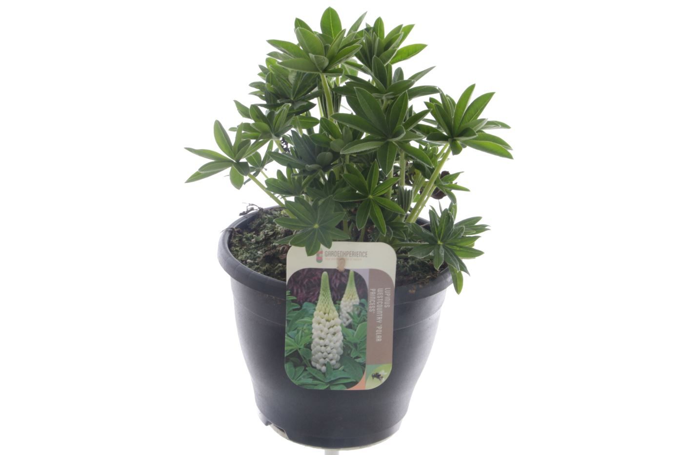 Lupinus West Country Polar Princess, D 23