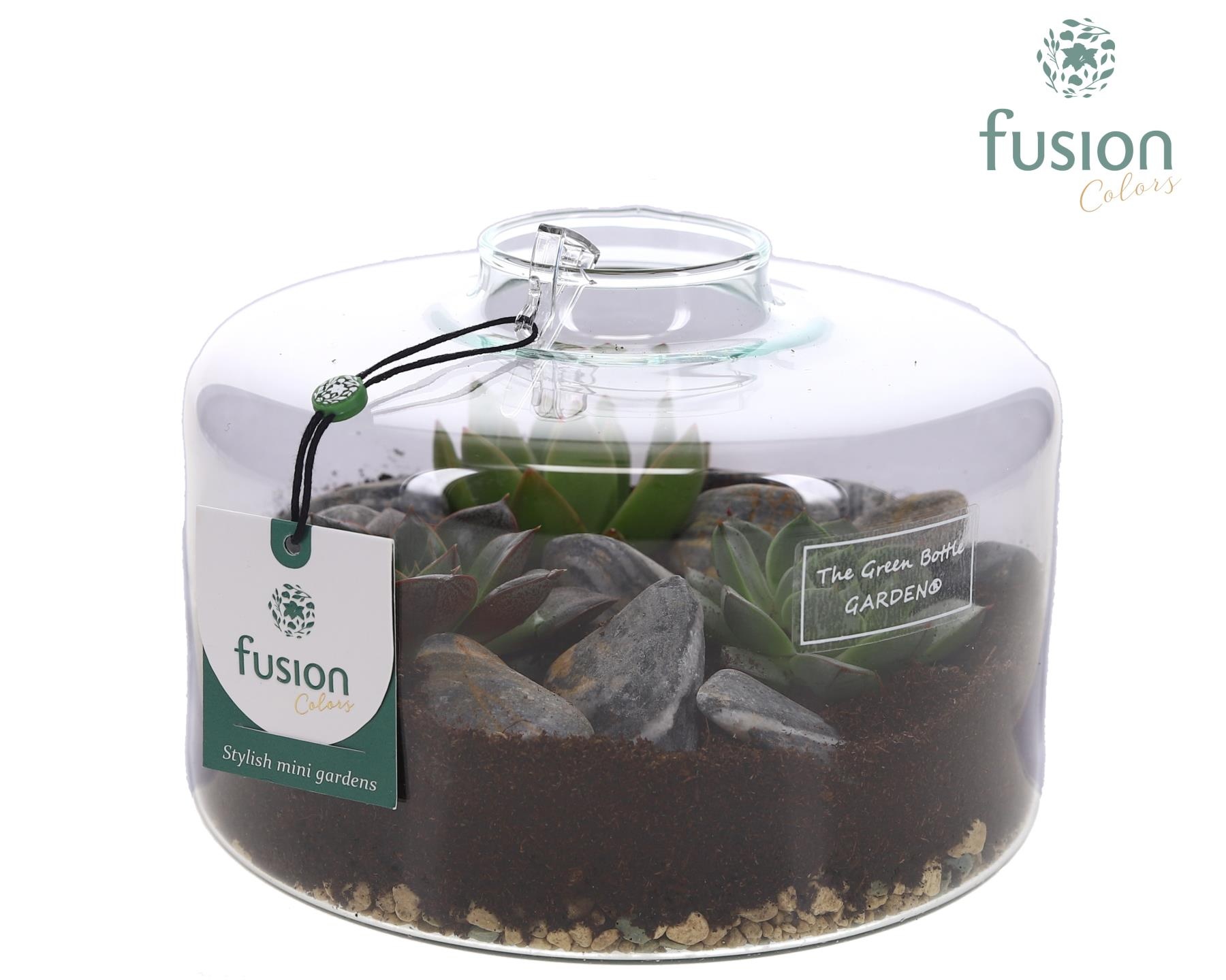 Green Bottle Kyra Medium met Succulenten, D 19