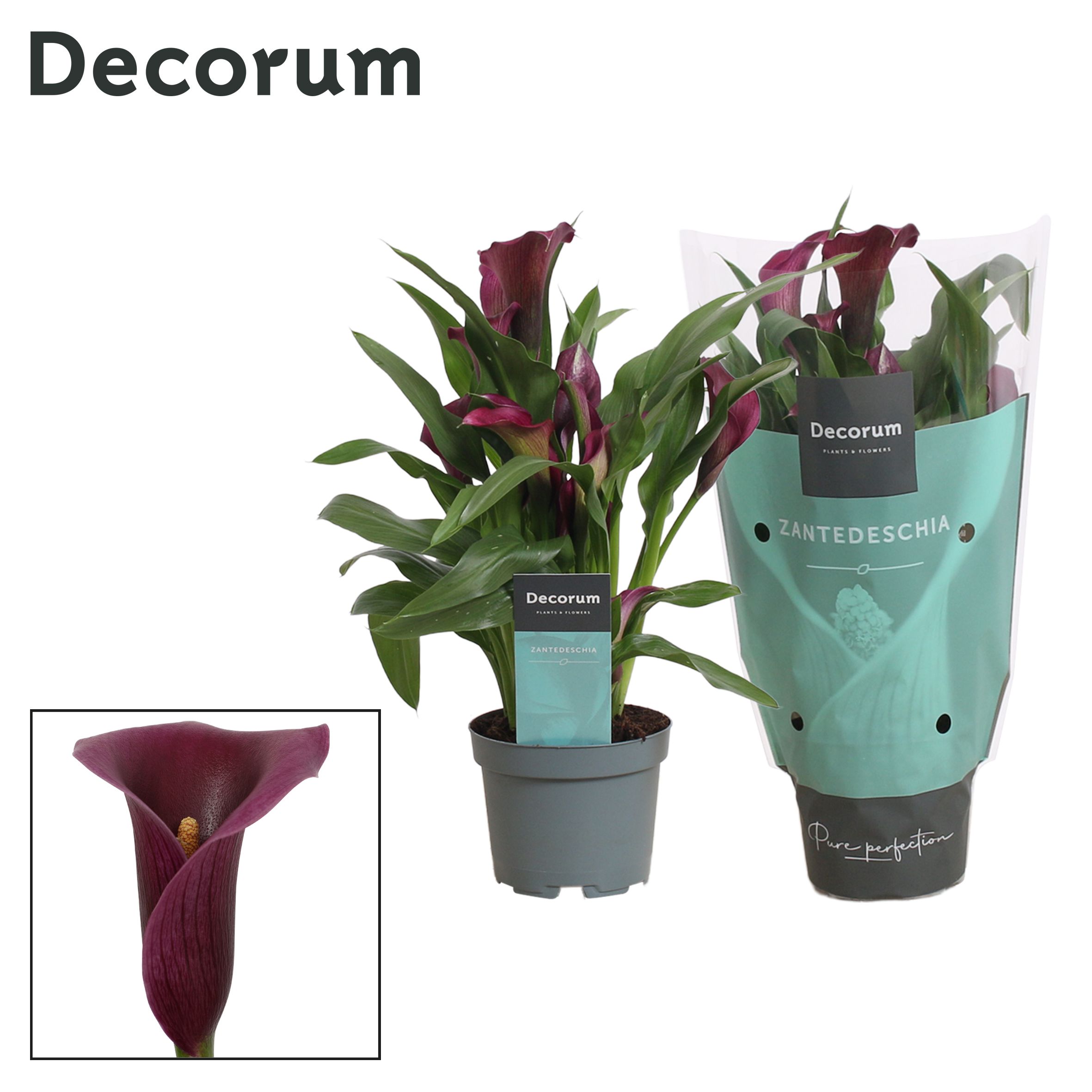 Zantedeschia (Calla) Paars (Decorum), D 10,5
