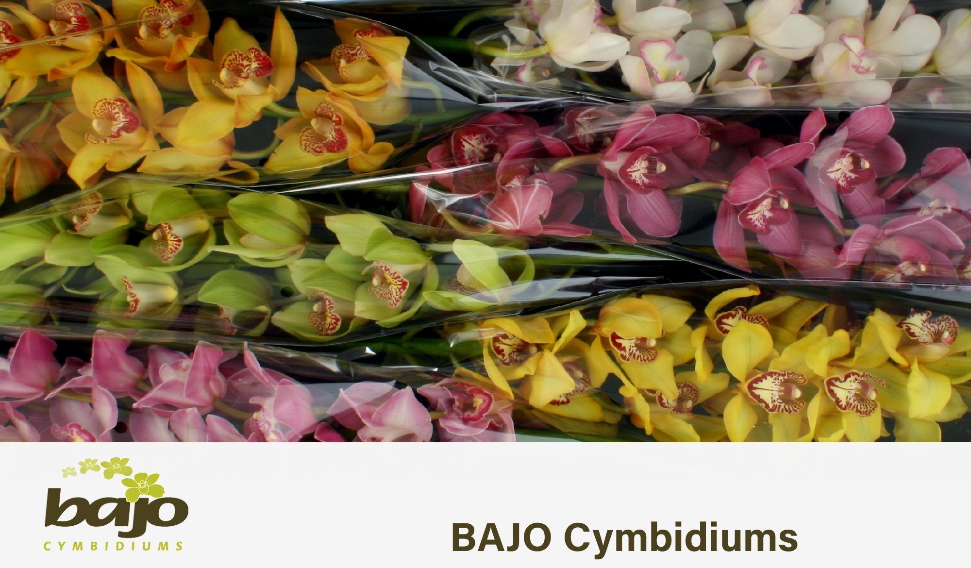 Цимбидиум Микс x6 70, шт.