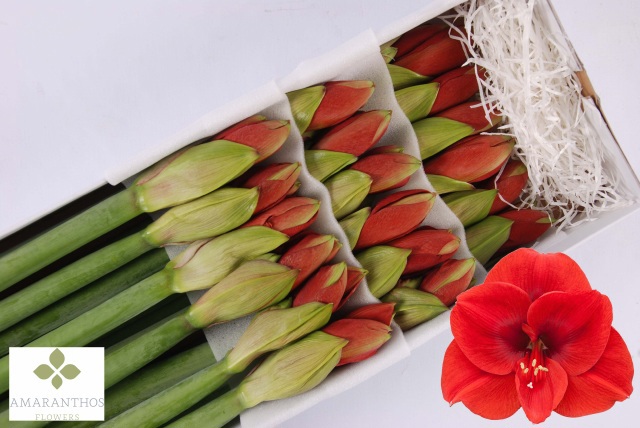 Амарилис Феррари (красн.) x18, шт.