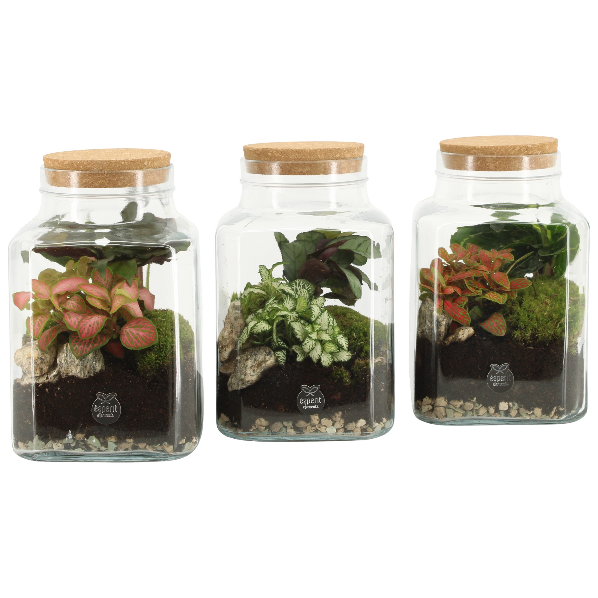 90559: Terrarium arrangement, D 13