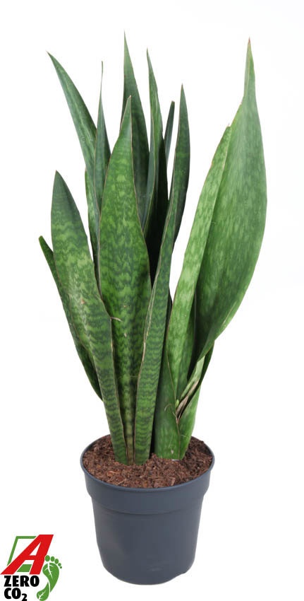 Sansevieria Sauvage P34, D 34