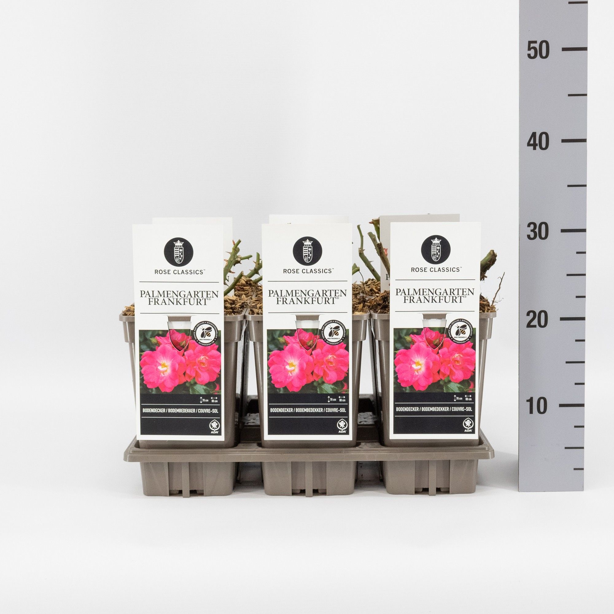 Rosa (P) Palmengarten Frankfurt ®, C3, D 17