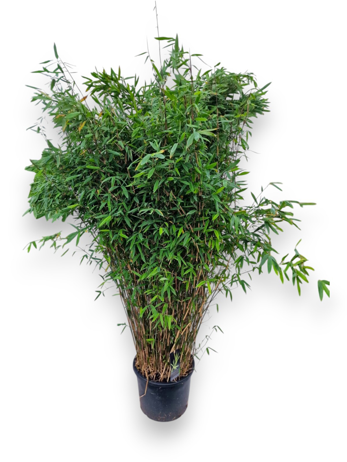 Fargesia nitida 'Winter Joy' C25/P40 - Niet-woekerende Bamboe, D 40