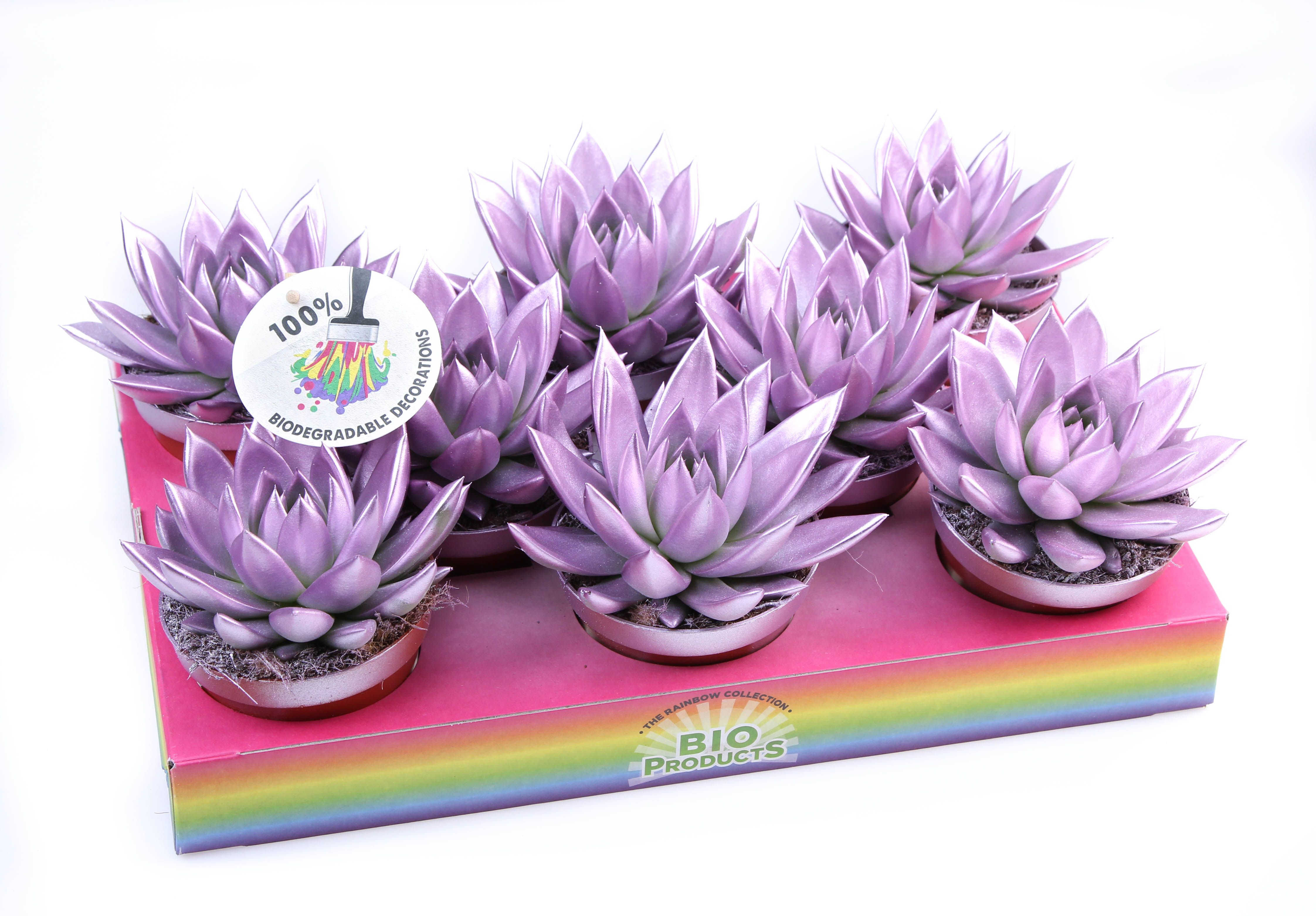 Rainbow Metallic pink, D 10,5