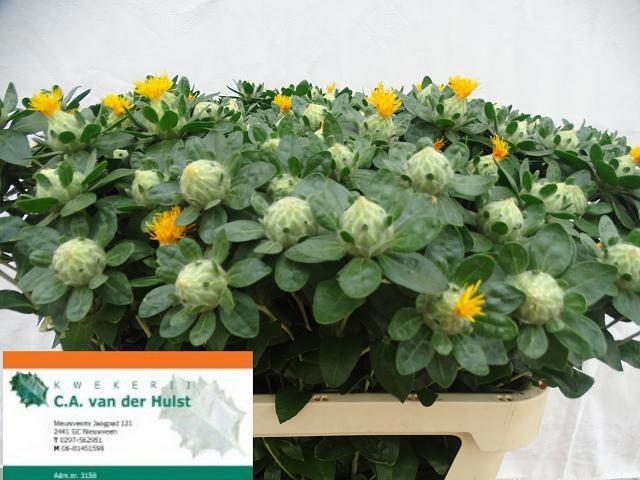 Картамус Занзибар 80 (оранж.), шт.