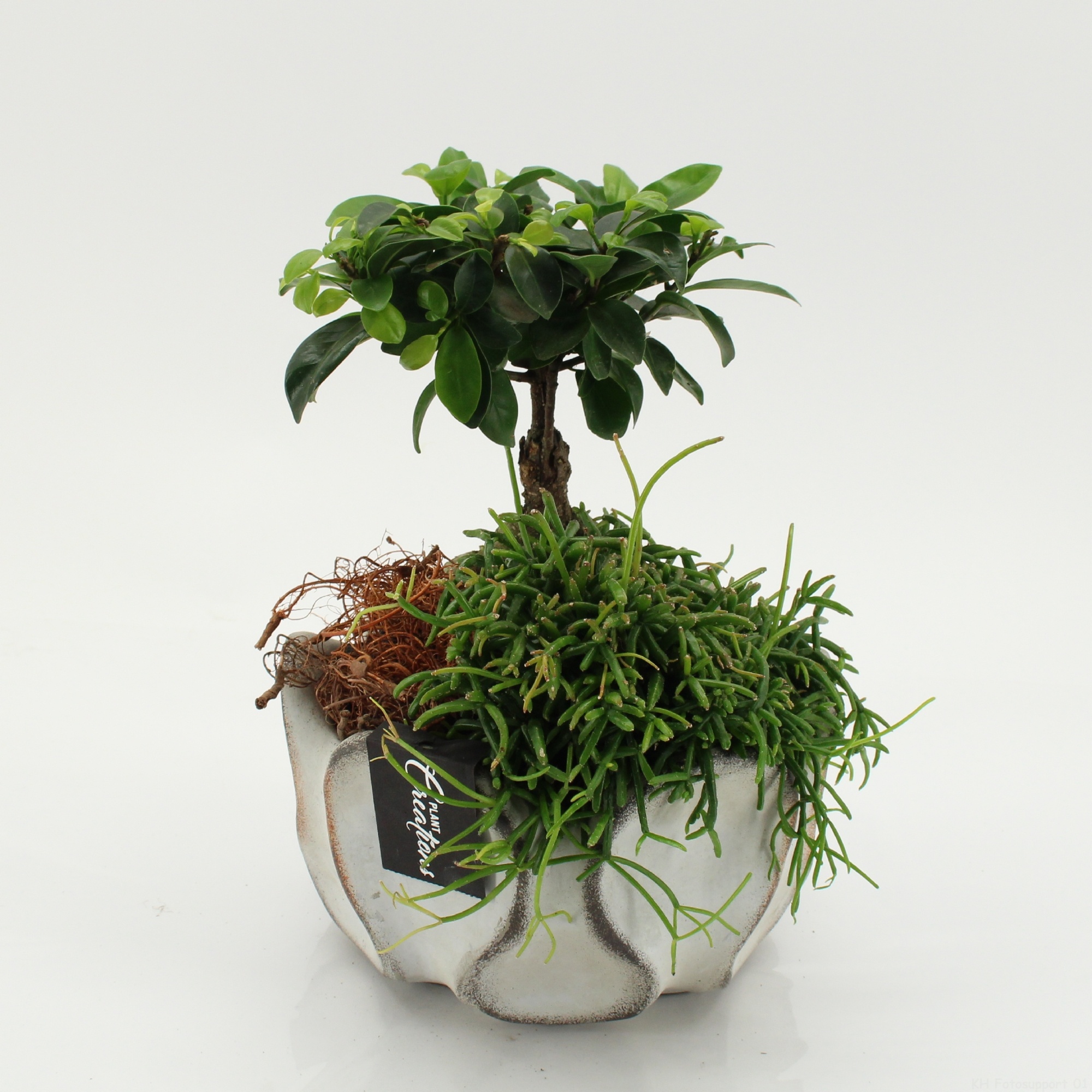 GRCR-2656 Green Essentials, D 19