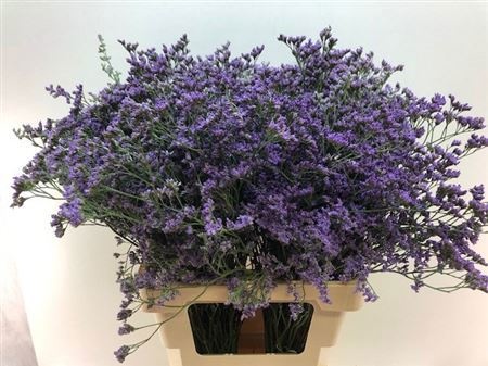 Лимониум Мейн Блю 70, шт.