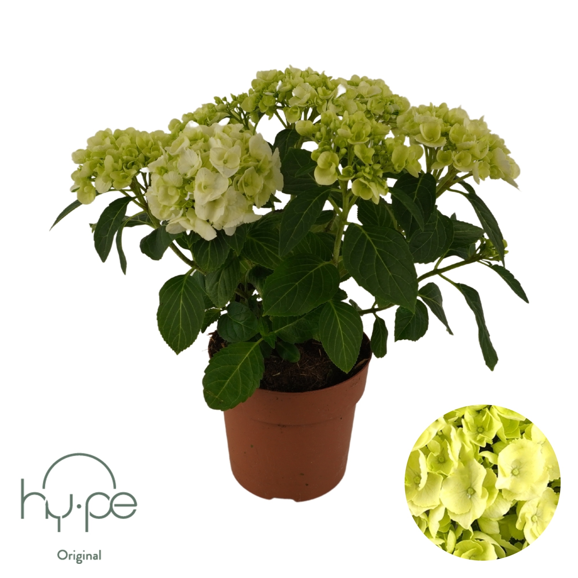 Hydrangea Mophead White 5+ | Hy-pe Original, D 14