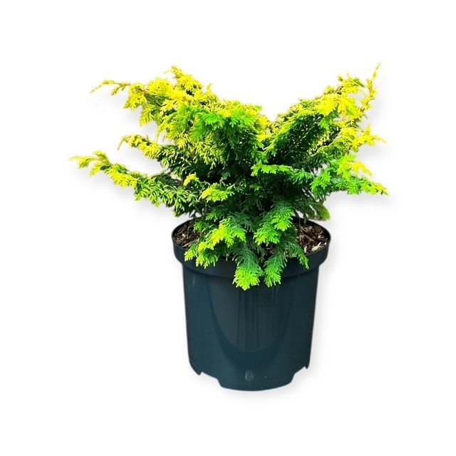 Chamaecyparis o. 'Fernspray Gold', D 18