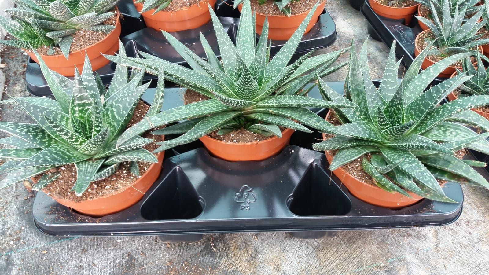 Gasteria Verrucosa, D 17