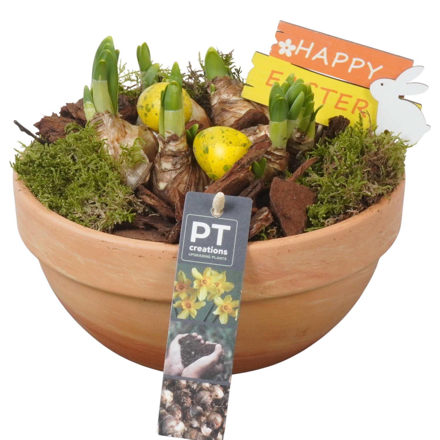 PTNP4466 Arrangement Narcissus Easter in terracotta schaal, D 19