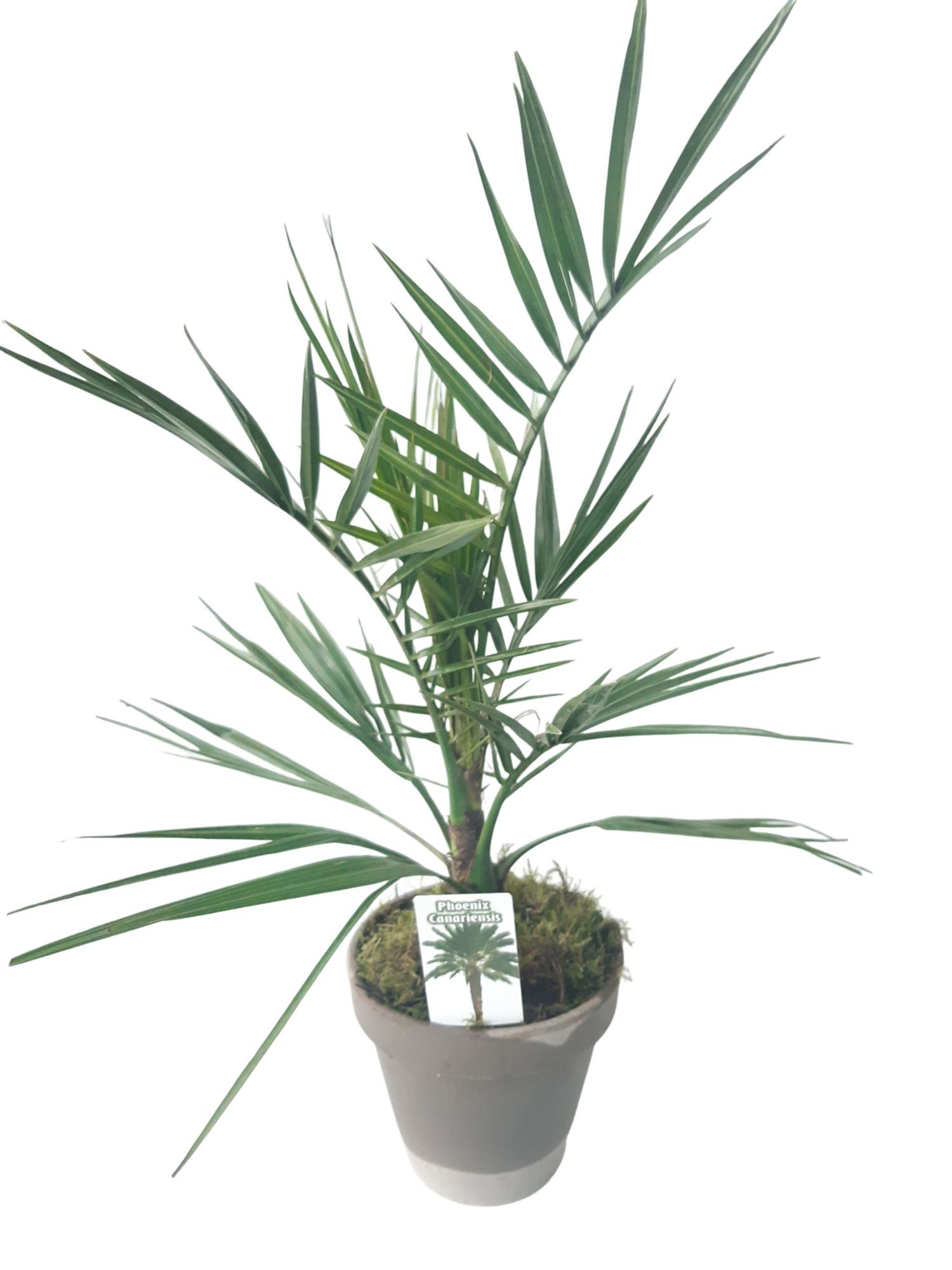 BLP16PC terrasbloempot grijs Phoenix Canarien, D 16