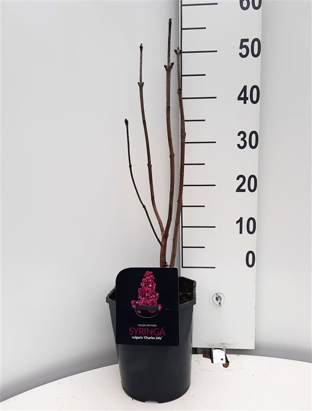 Syringa vulgaris Charles Joly, D 21