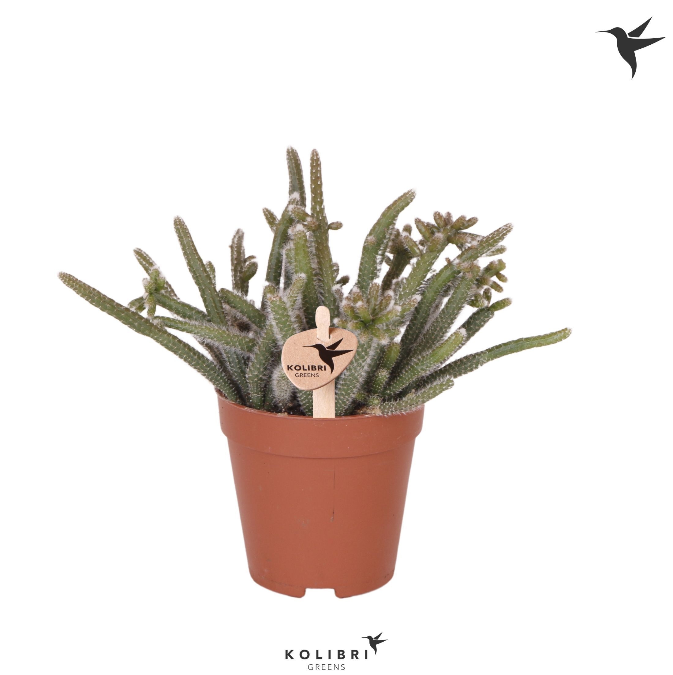 Kolibri Greens Rhipsalis Baccifera Horrida, D 9