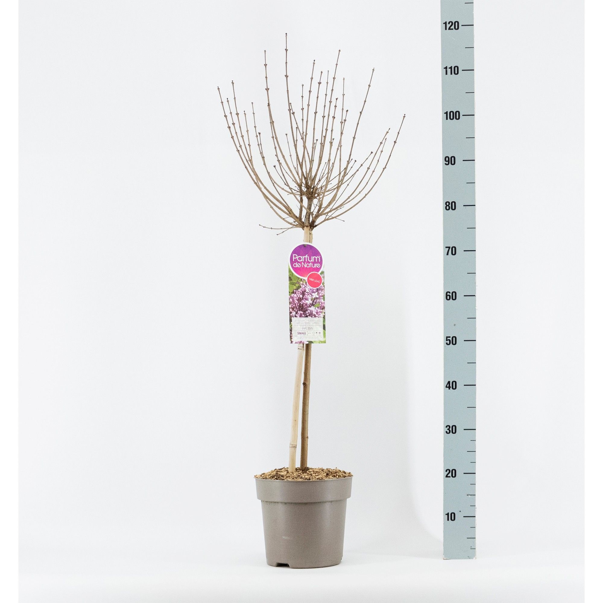 Syringa meyeri Palibin, stam 50, 2-jarig, C6, D 24