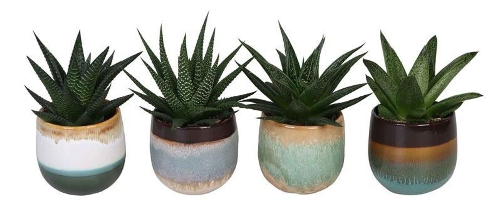 L 65408 with Aloe mix, D 6