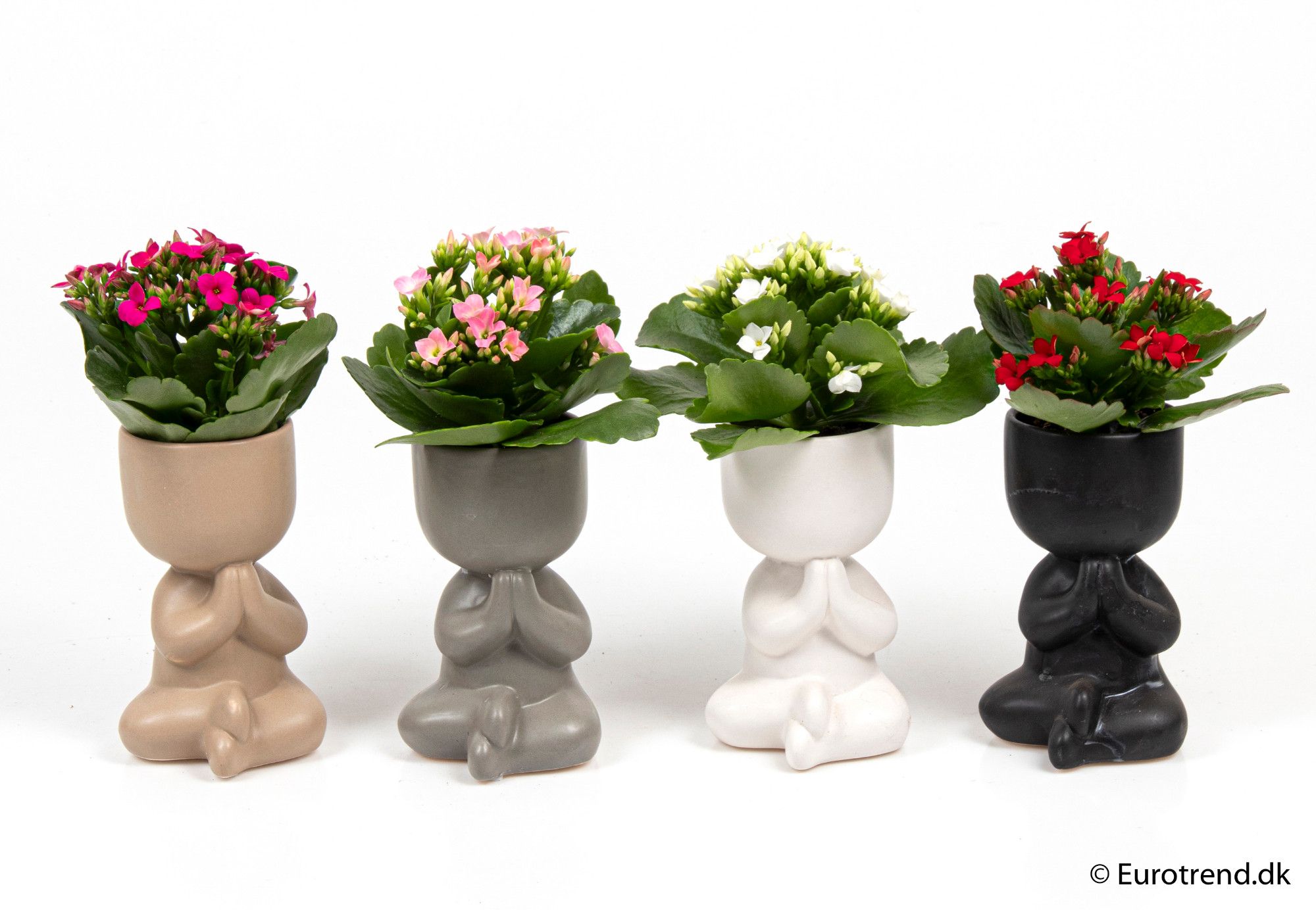 Kalanchoe in ceramic - New Look 2025, D 6